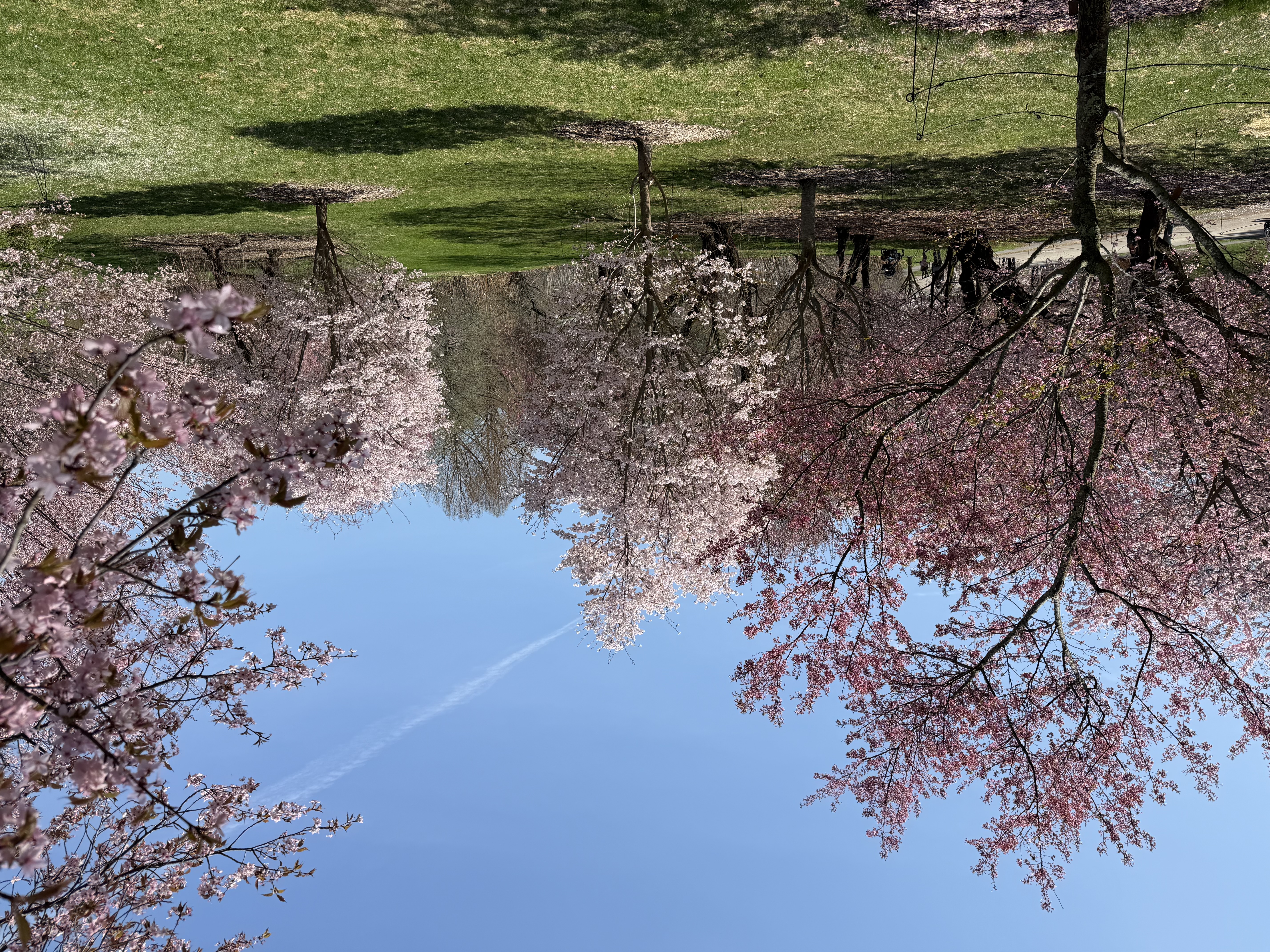 Several cherry trees blooming at the Arnold Arboretum.