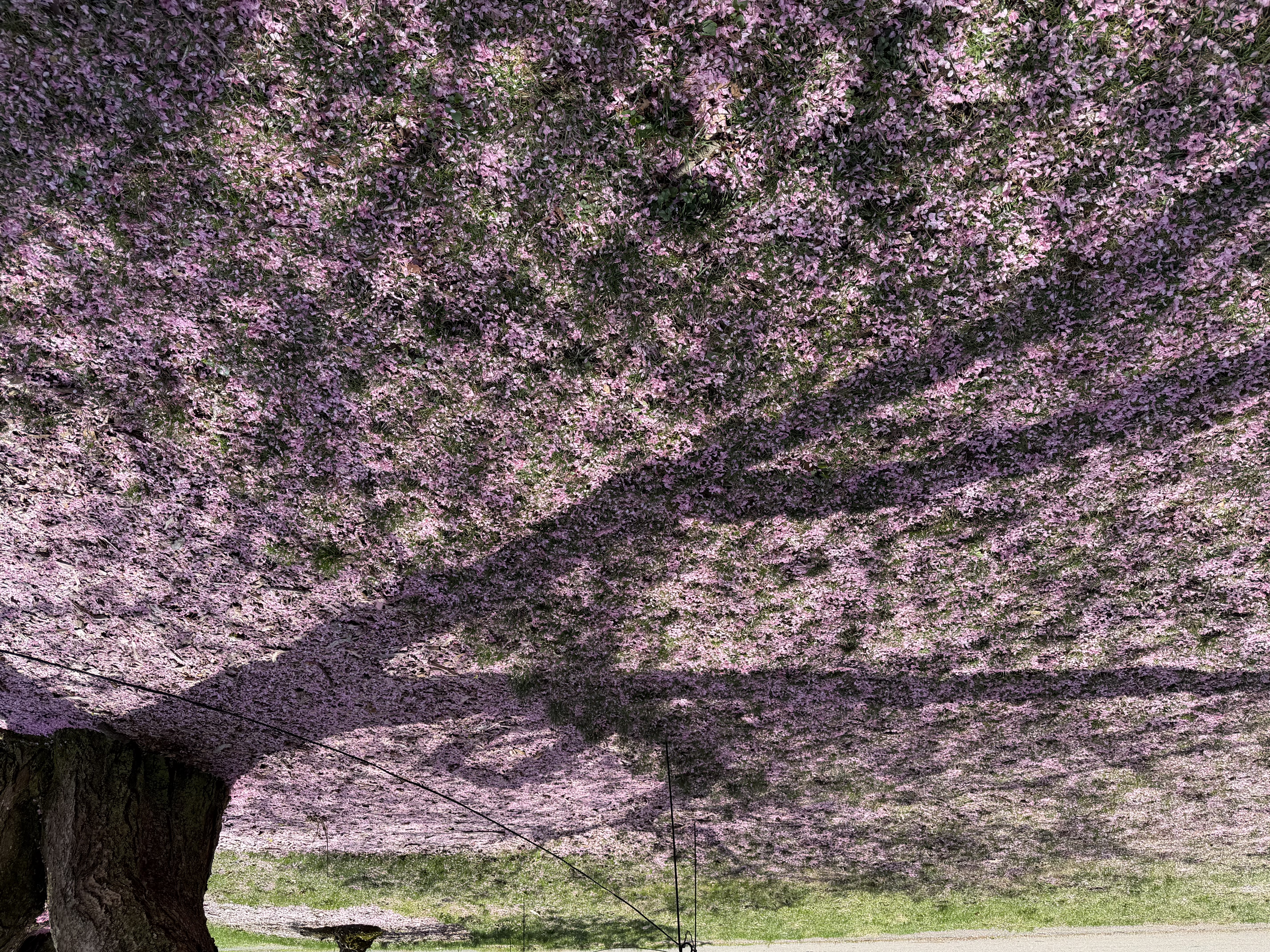 Cherry blossom petals scattered on the ground at the Arnold Arboretum.