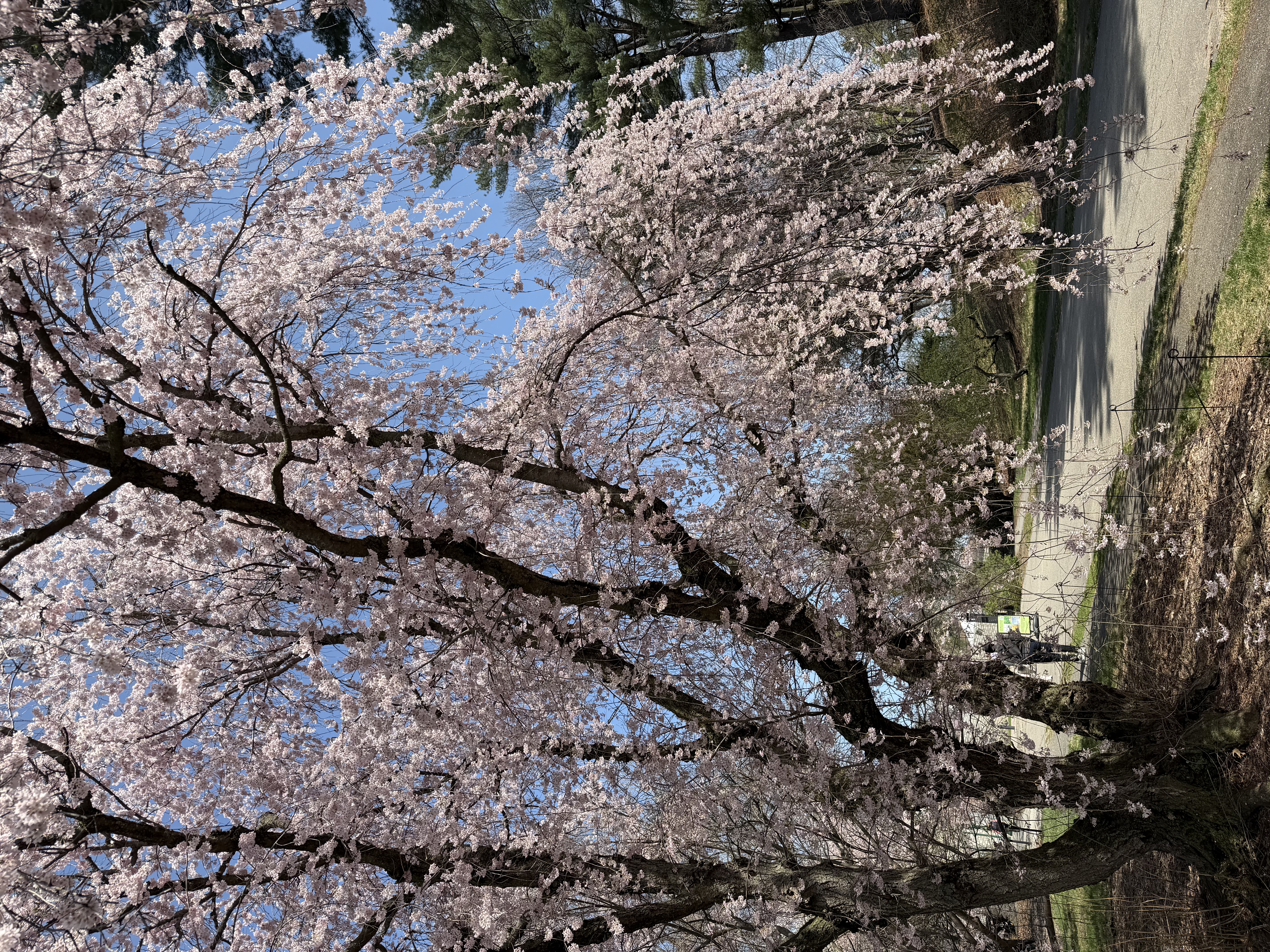 A singular willow cherry varietal blooming at the Arnold Arboretum.